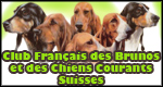 Club Francais des Brunos et des Chiens Courants Suisses