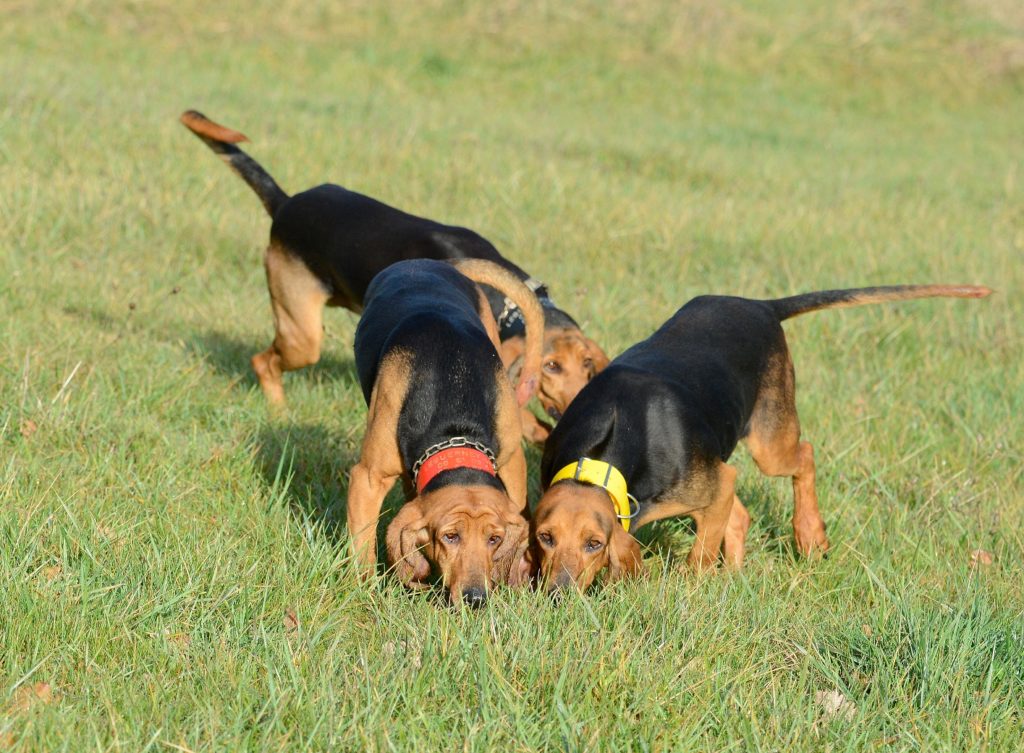 Chien créancé la chasse au lièvre