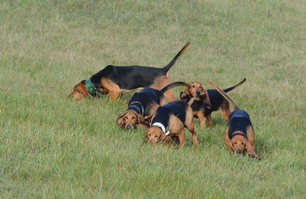 JOURNEE DE CHASSE EN FEVRIER