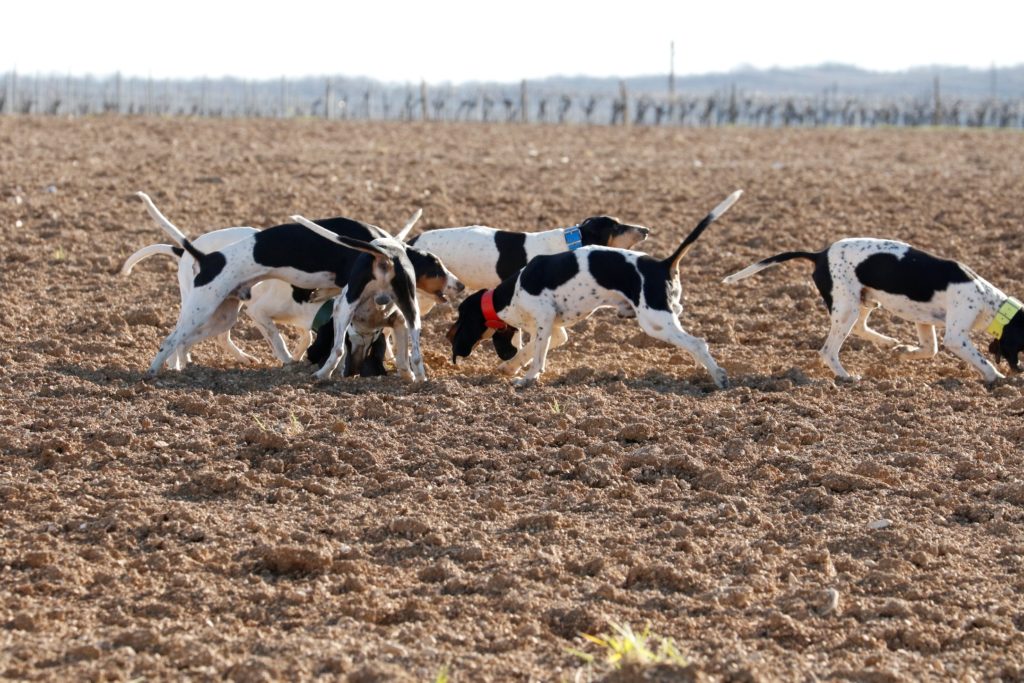 chiens la sautent pour aller dans la vigne