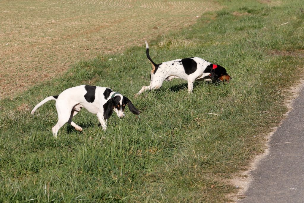 créancer notre meute de bernois