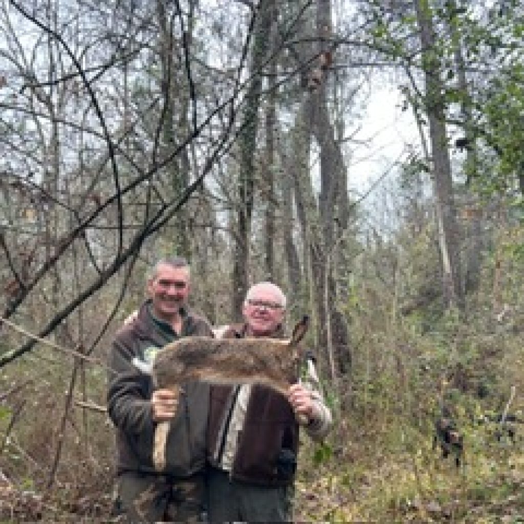 la chasse au lievre chiens courants brunos