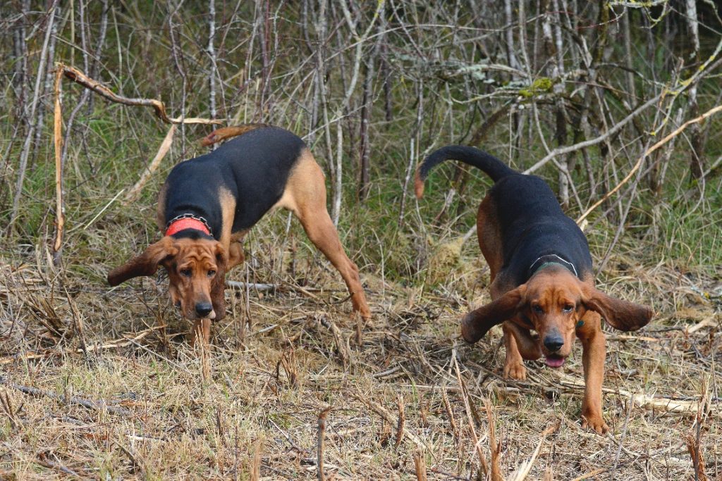 le courage des brunos