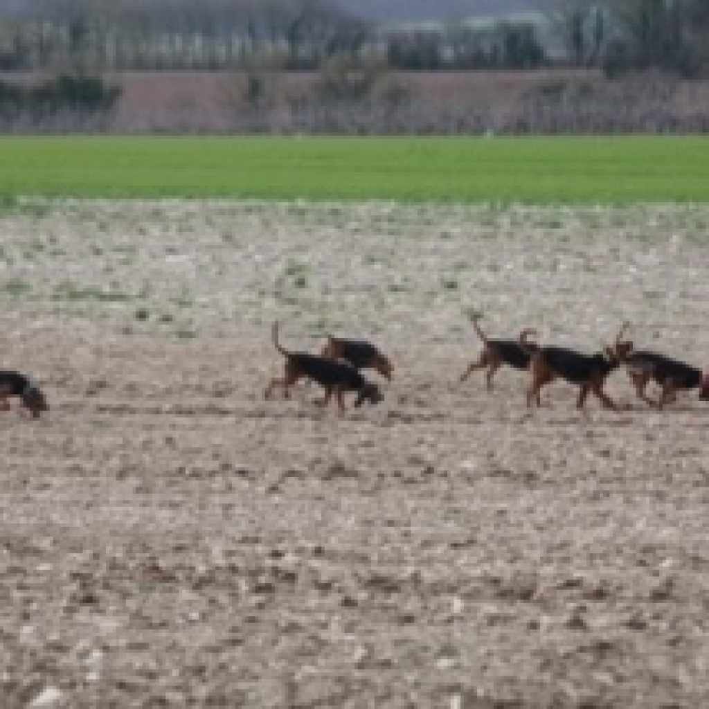 le reste de la meute