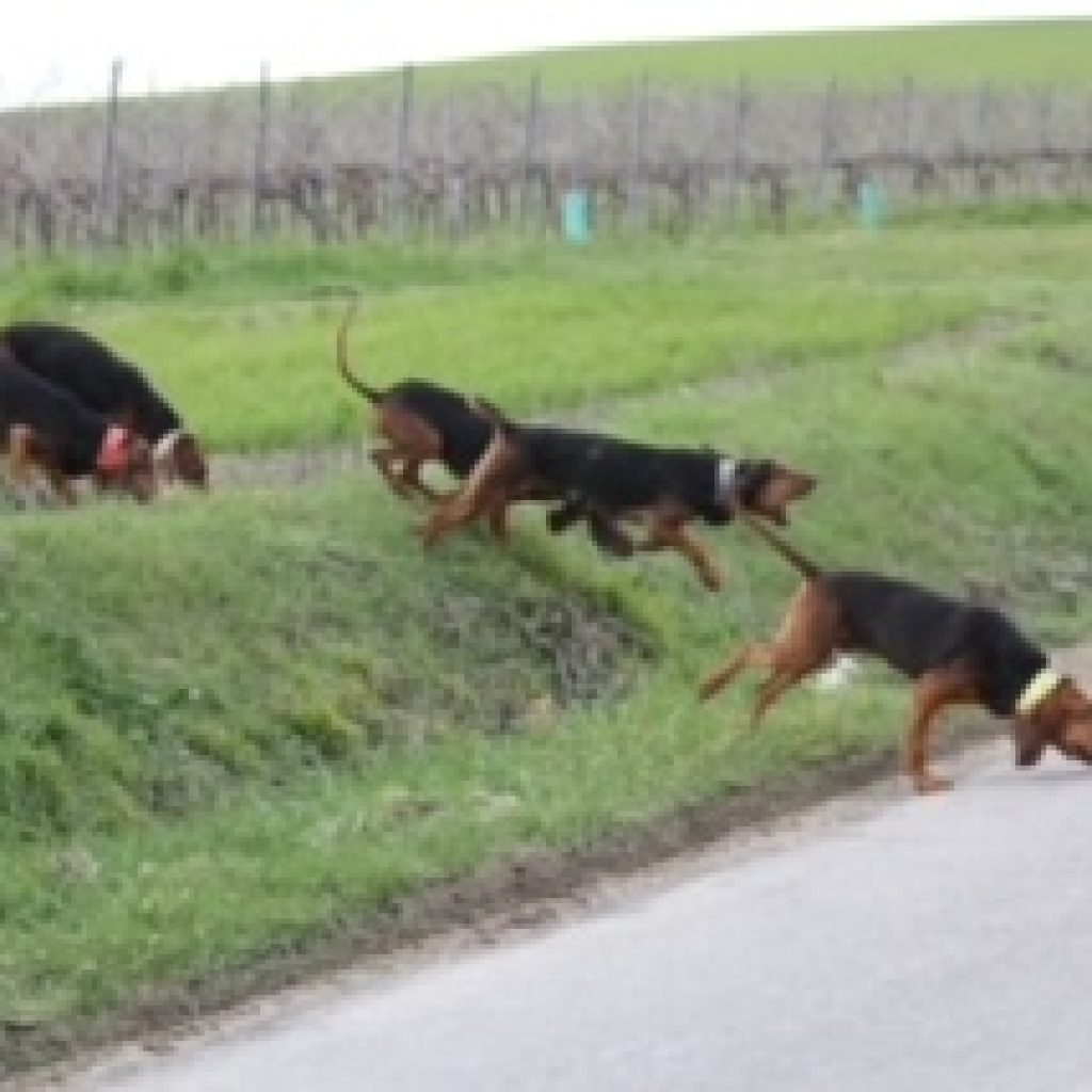 notre lièvre passant en contrebas entraînant derrière lui nos Brunos