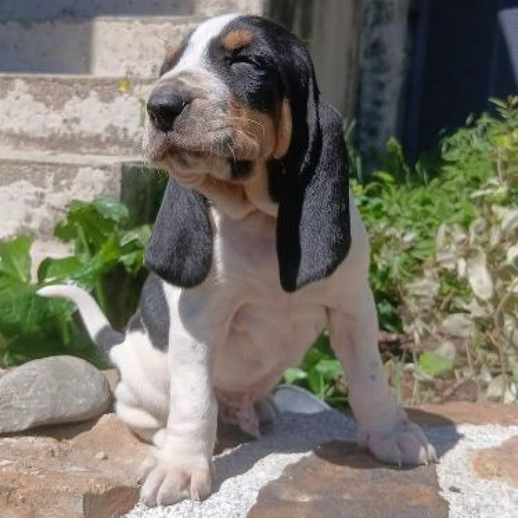 achat chiot bernois