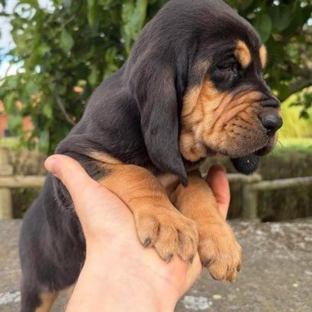 achat chiot bruno du jura